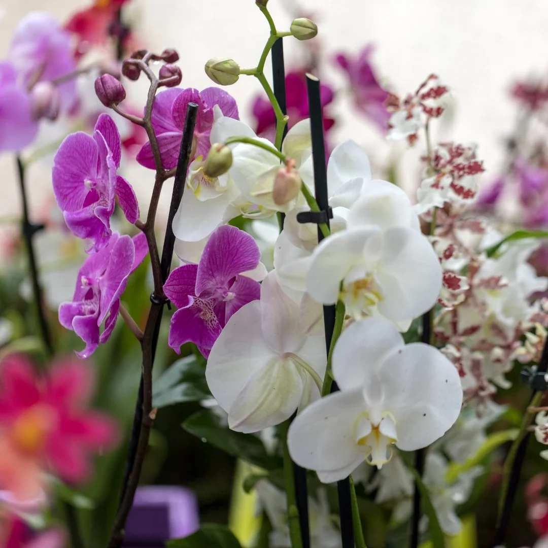 Close-up of pink and white orchids blooming in a greenhouse.