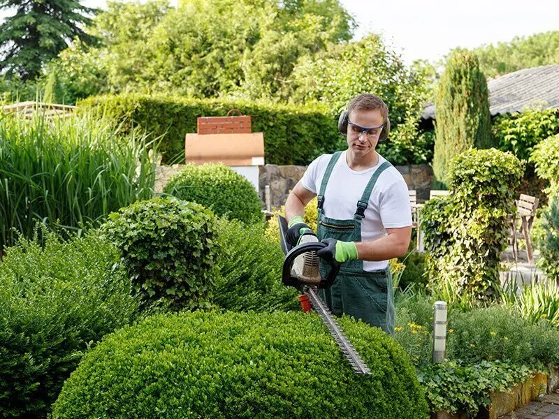 Landscaper trimming round garden bushes with an electric hedge trimmer.