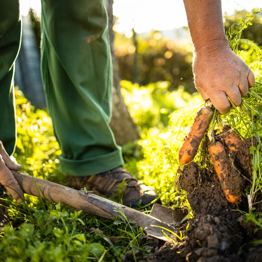 Person harvesting fresh carrots from garden soil with a shovel.