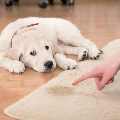 A white puppy lies on the floor while a person points to a stain on a light carpet.