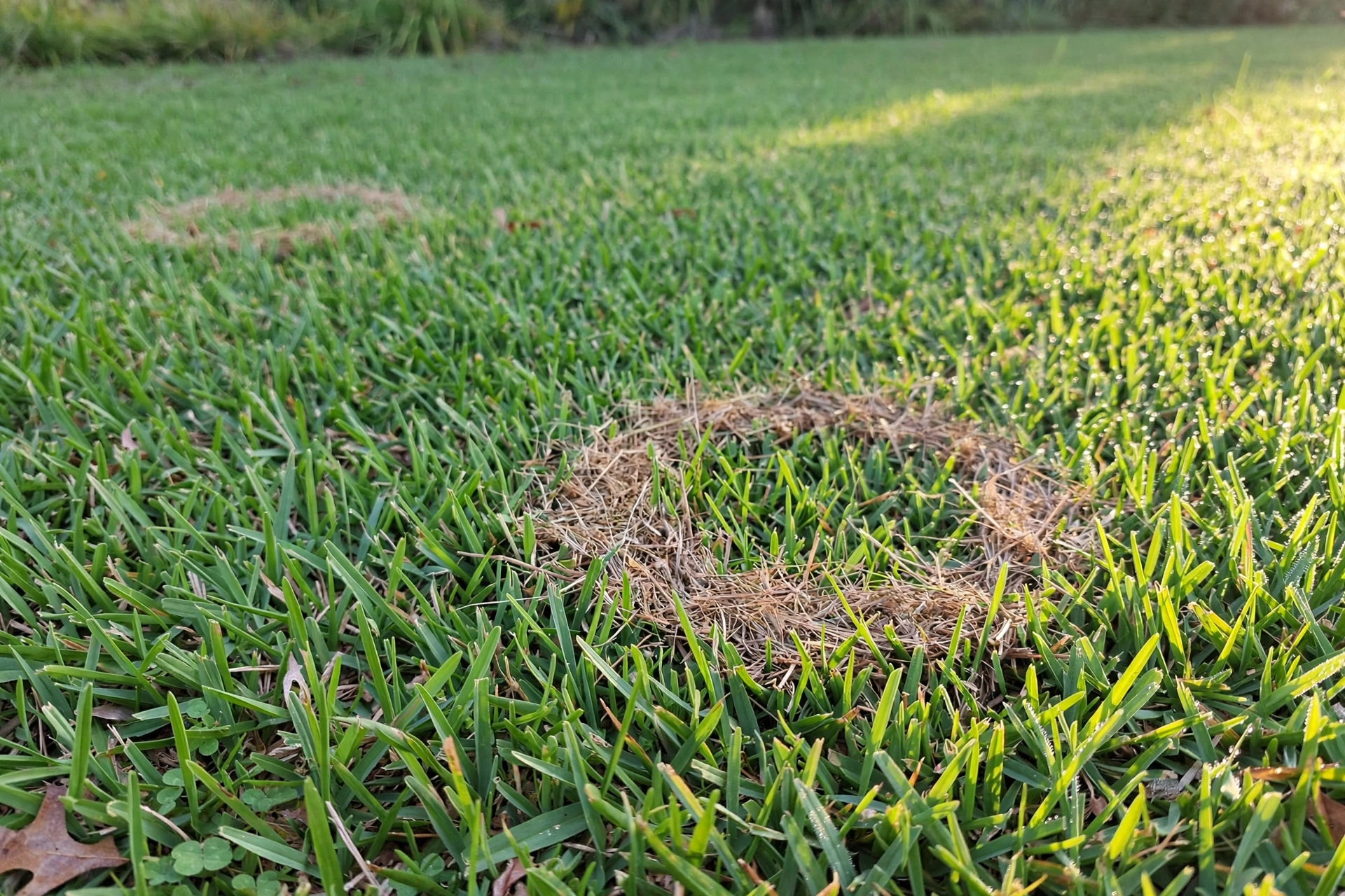 What Should You Do About Rings in the Lawn Before Feeding?, GS Plant Foods