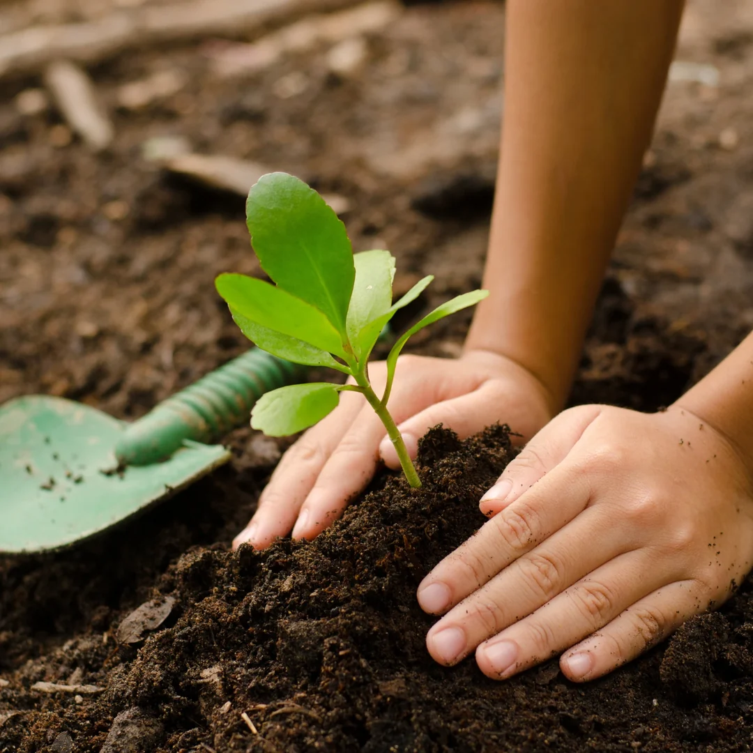 Hands gently patting soil around a small green seedling in a garden.