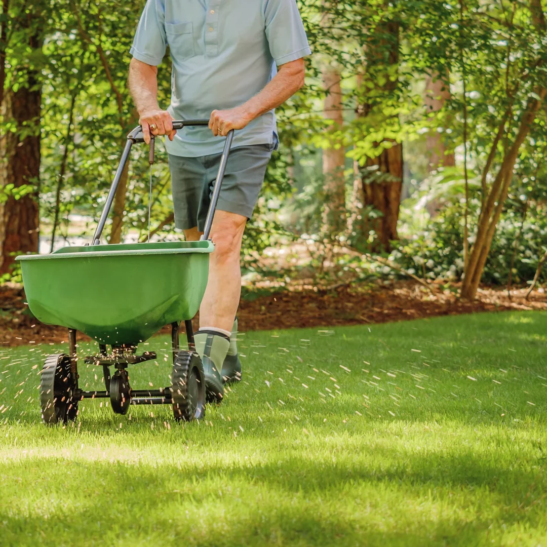 Man pushing a green broadcast spreader on a green lawn distributing fertilizer granules.